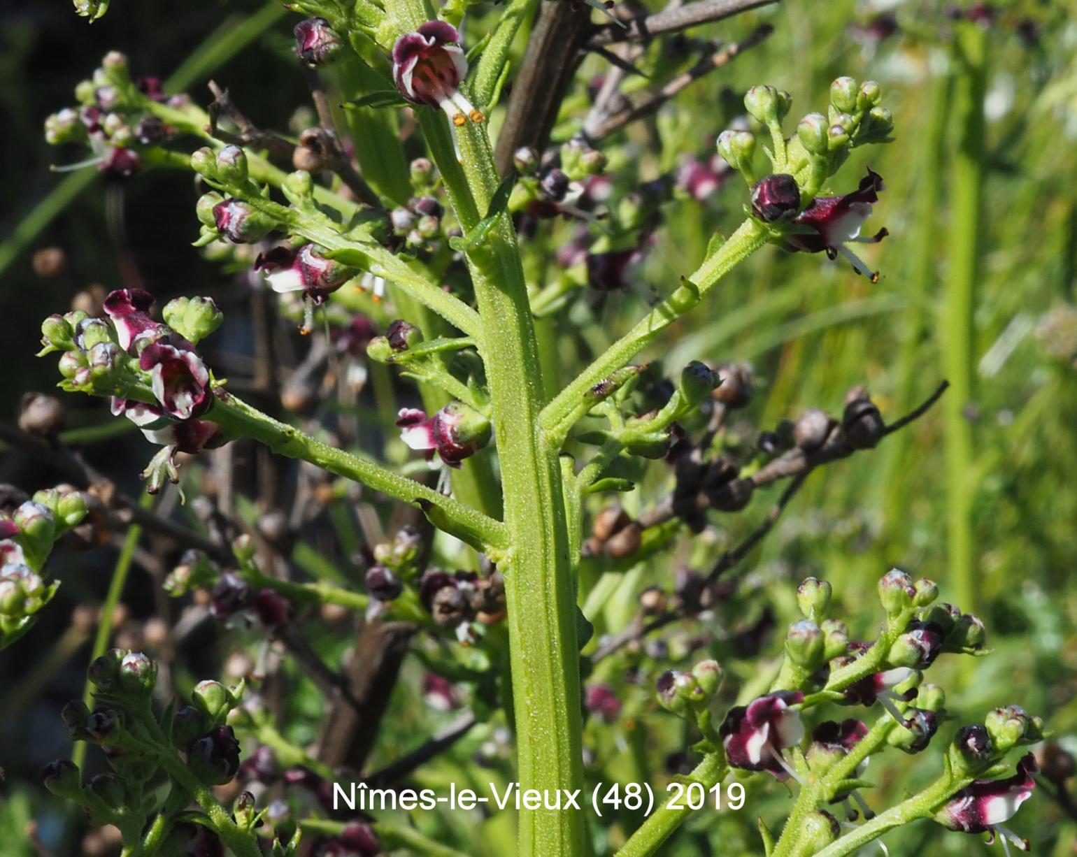 Figwort, Dog